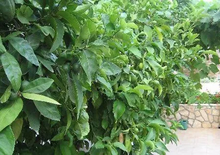 Jelsa Apartments Jelsa (Hvar)